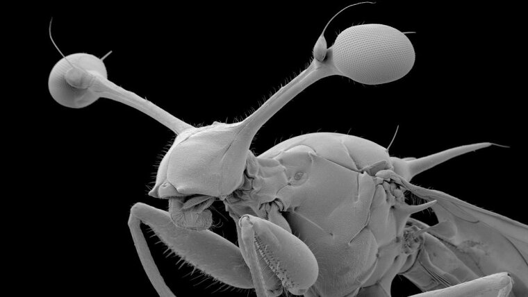Male of the stalk-eyed fly Diasemopsis comoroensis, scanning electron micrograph.