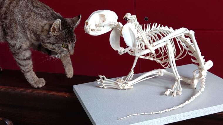 Skeleton of a cat showing a scratching posture (made by Matthias Krüger)