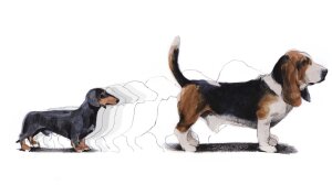 Variation of body shape in dog breeds