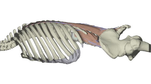 Darstellung der autochthone Rückenmuskulatur