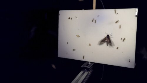 Attraction of moths to a camera trap