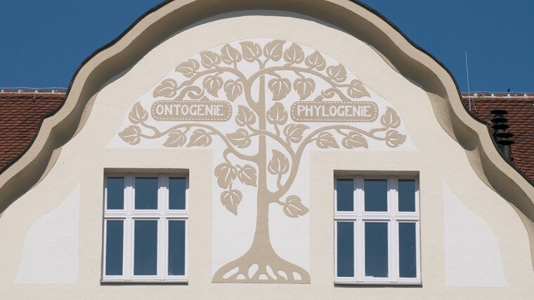 Details an der Fassade des Phyletisches Museums: Ontogenie und Phylogenie