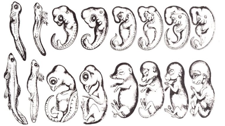 Romanes' 1892 copy of Ernst Haeckel's allegedly fraudulent embryo drawings.