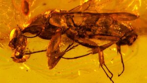 †Camelosphecia fossor Boudinot et al., 2020 holotype female from Kachin amber.