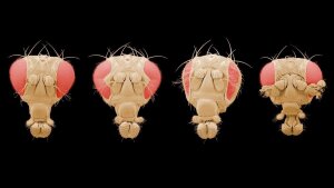 Heads of mutants of the fruit fly Drosophila melanogaster. Coloured scanning electron micrographs.